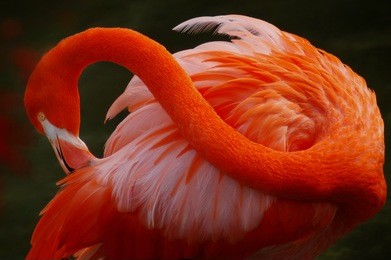 red flamingo