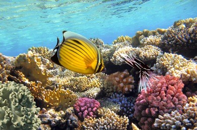 underwater life of a hard-coral reef, red sea, egypt.