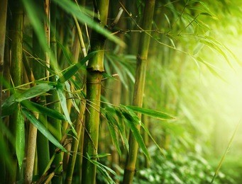 bamboo