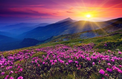magic pink rhododendron flowers on summer mountain