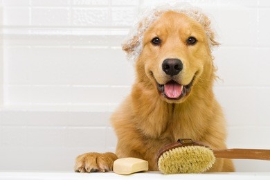 a happy golden retriever dog ready to take a bath in the tub.  he is wearing a shower cap and has a scrub brush and bar of soap ready to use.