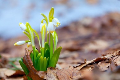 the close up view of the lilly of the valley flowers, surrounded by old leaves