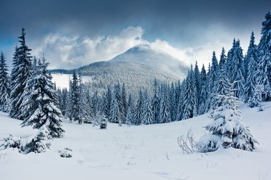 beautiful winter landscape with snow covered trees