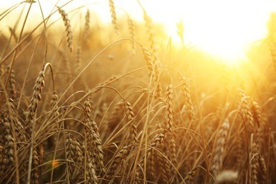 ripening ears of wheat field on the background of the setting sun