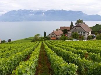 vineyard terraces in the lavaux unesco world heritage region, vaud, switzerland, europe