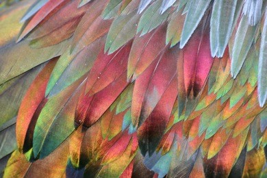 a macro shot of a nicobar pigeon's (caloenas nicobarica) colorful feathers.