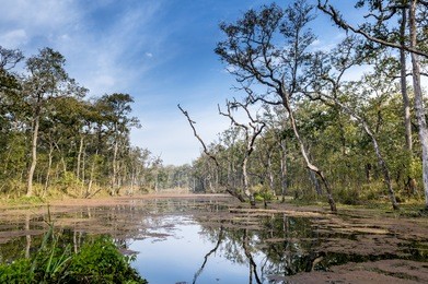 jungle in royal chitwan national park, nepal.