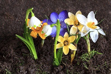 early spring flowers-crocuses and snowdrops