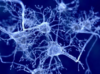 neurons