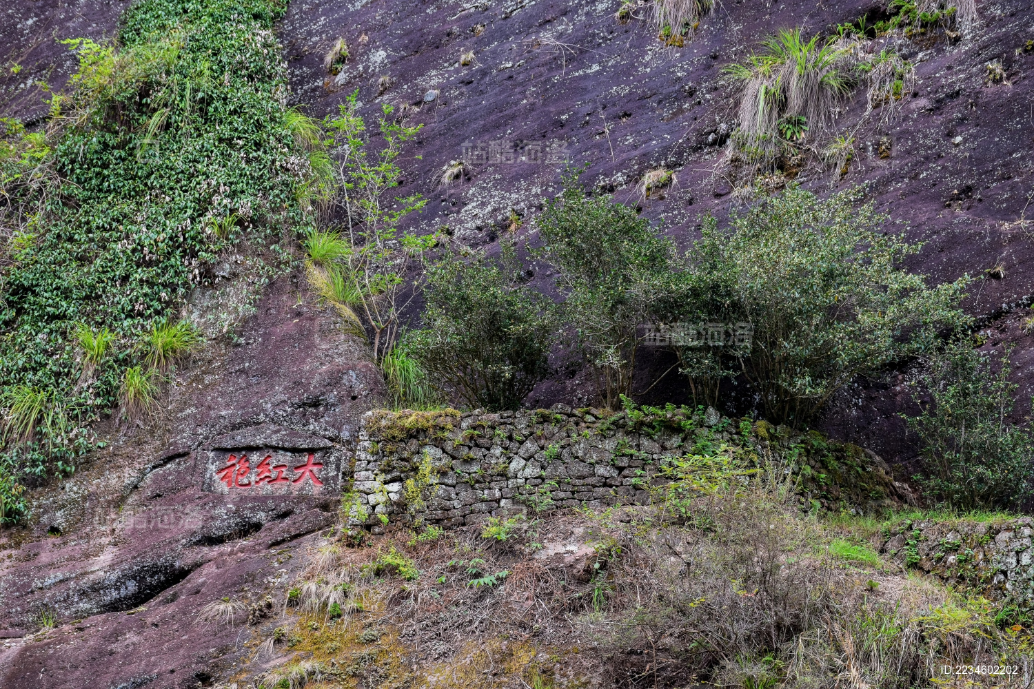 武夷山景区茶叶大红袍
