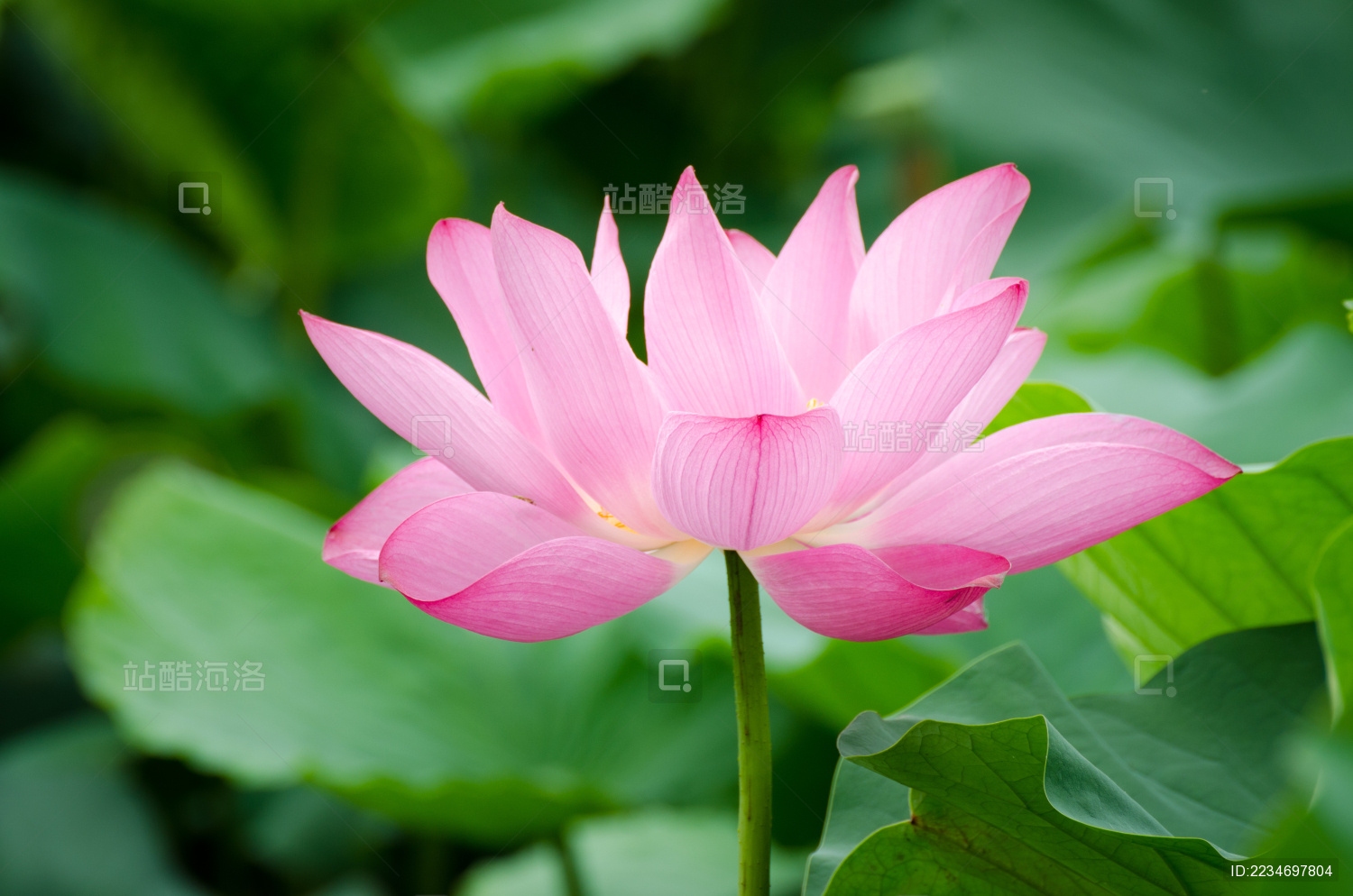 夏季盛开的粉红色的荷花