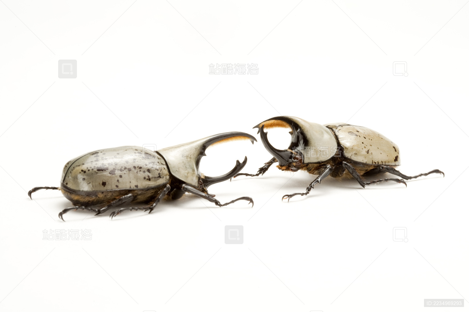 甲虫 昆虫 鞘翅目