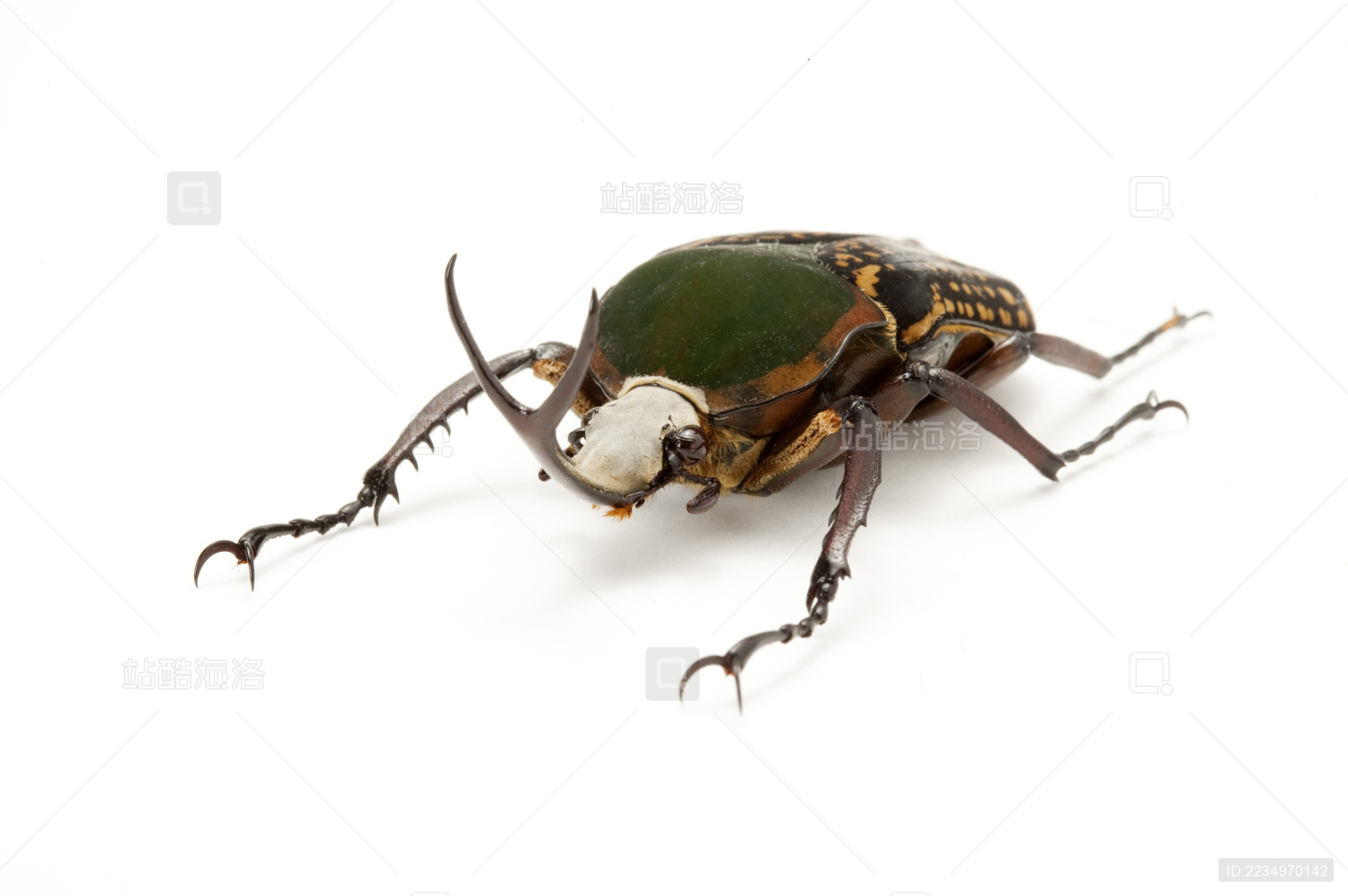 金龟甲虫灭虫 库存图片. 图片 包括有 履带牵引装置, 绝种, 野生生物, 敌意, 飞行, 昆虫, 本质 - 222987233
