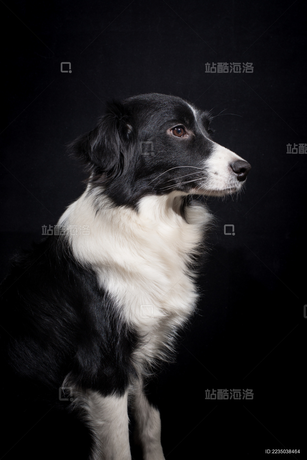 边境牧羊犬/宠物/狗