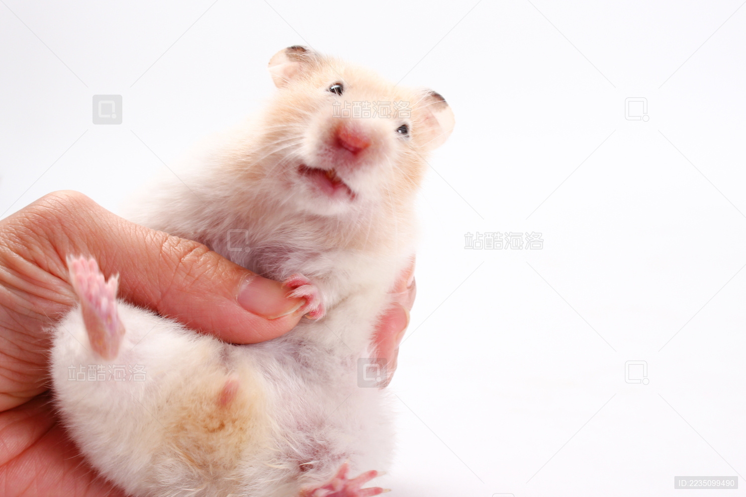 手抓起一只仓鼠