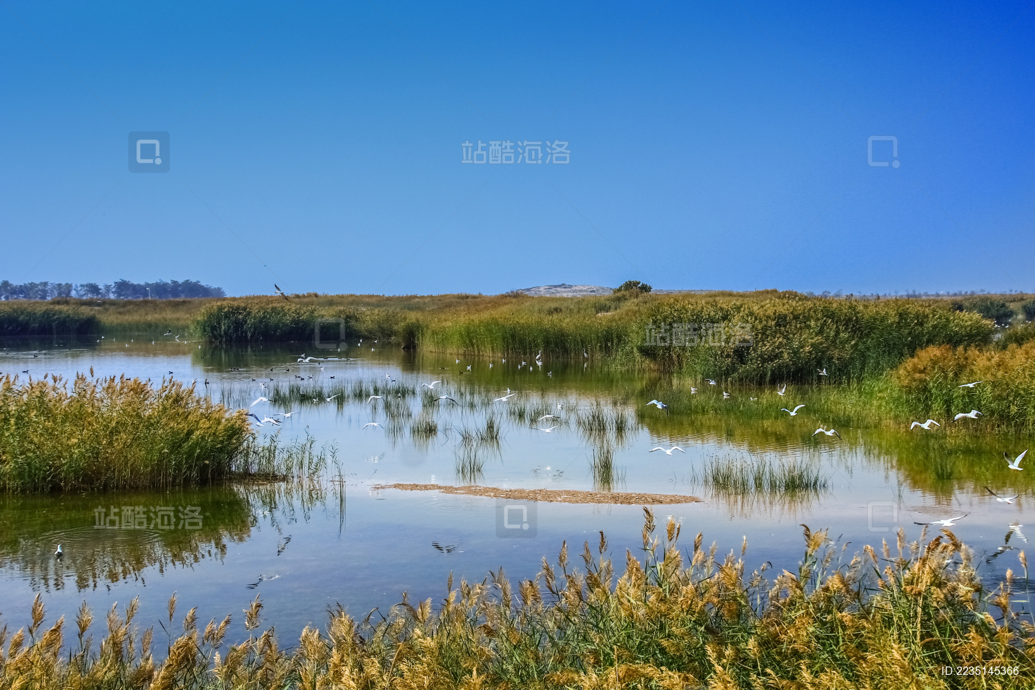 宁夏石嘴山沙湖湿地自然景观