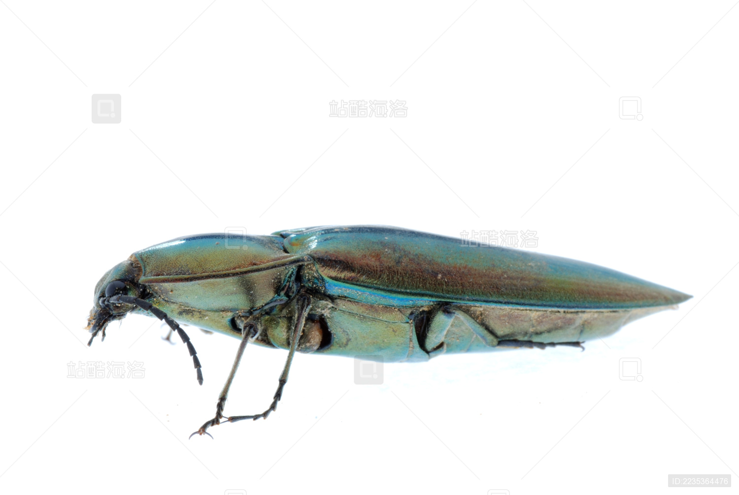 绿油油的叩头虫(camposoternus鲫鱼)分离_站酷海洛_正版图片_视频