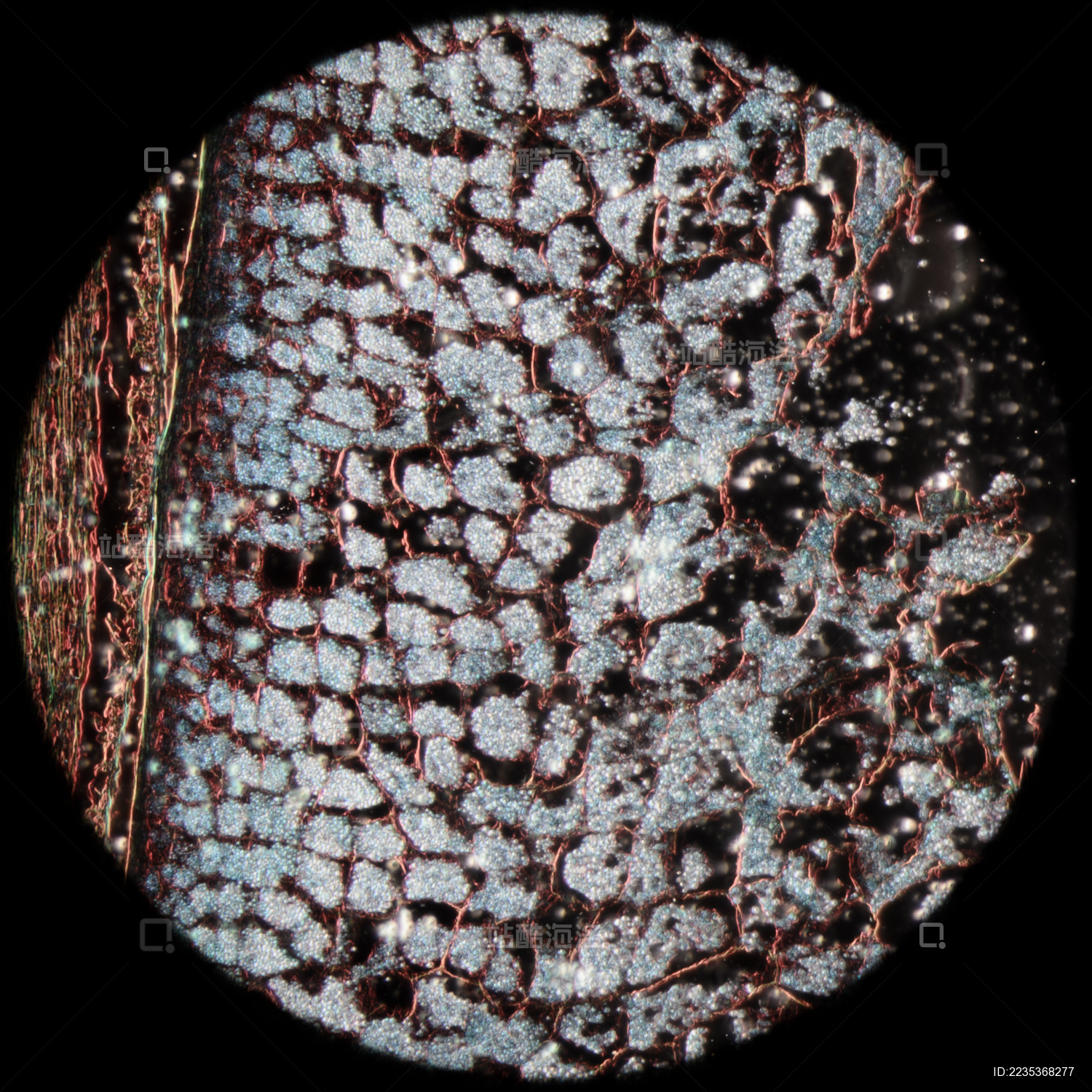 种子的胚根和胚芽图片-图库-五毛网