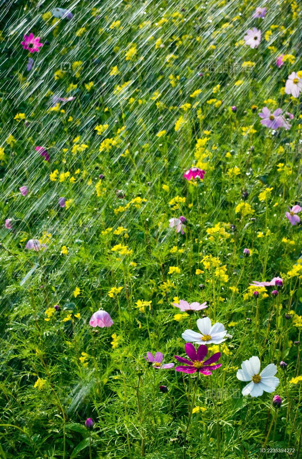 五颜六色的野花由雨滴打