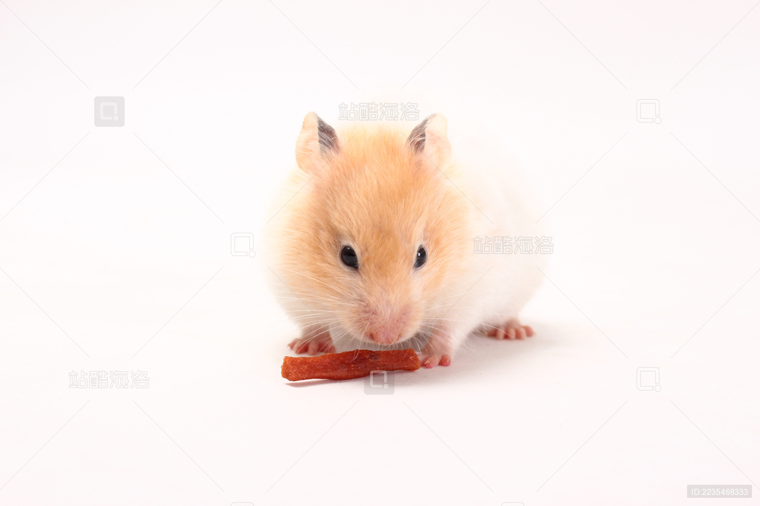 一只正在吃东西的仓鼠 