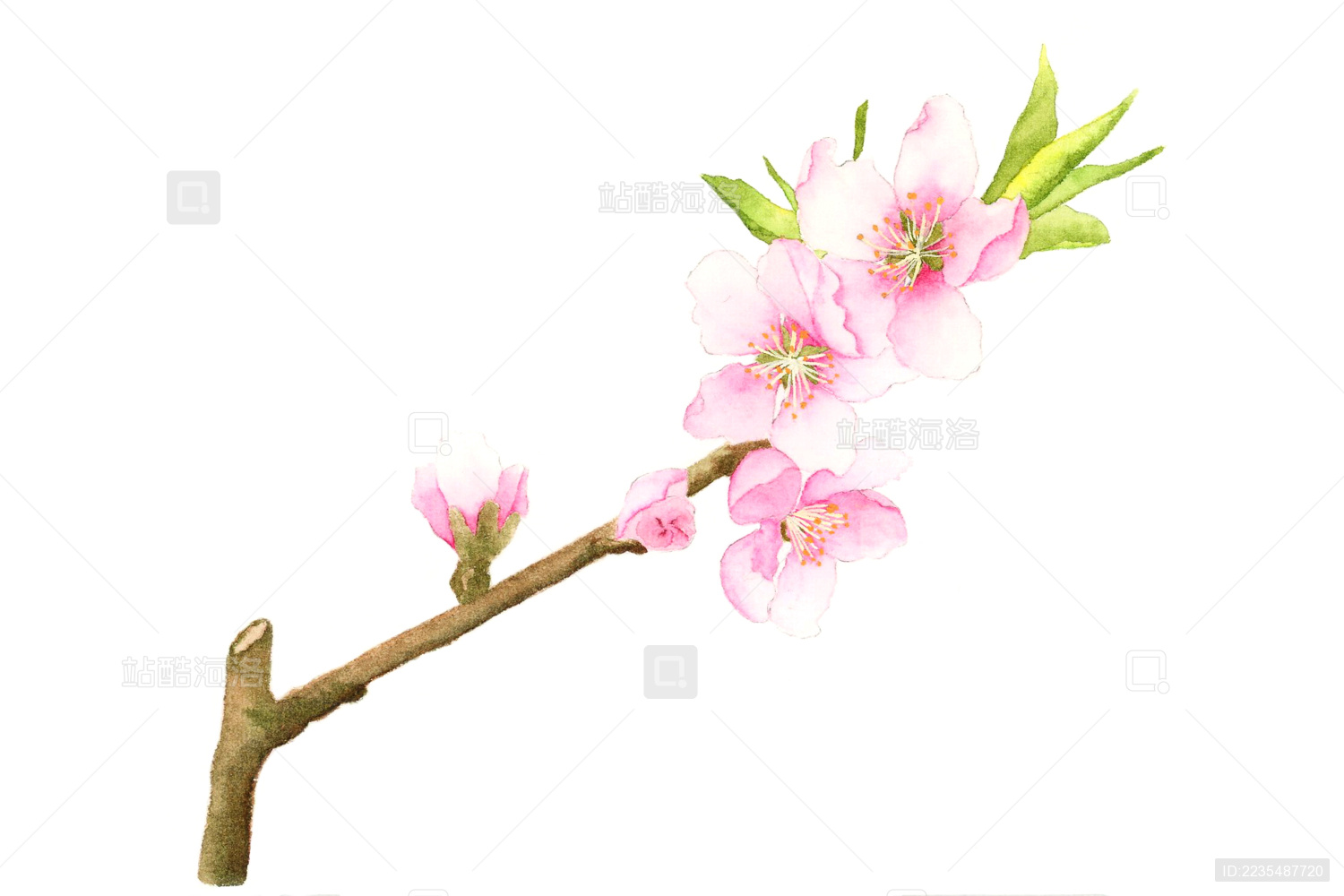 watercolor botanical illustration——peachblossom