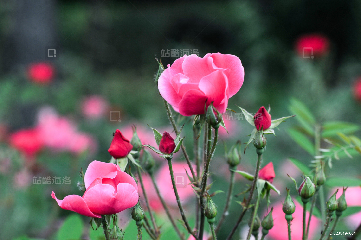 开放的月季花朵 花园