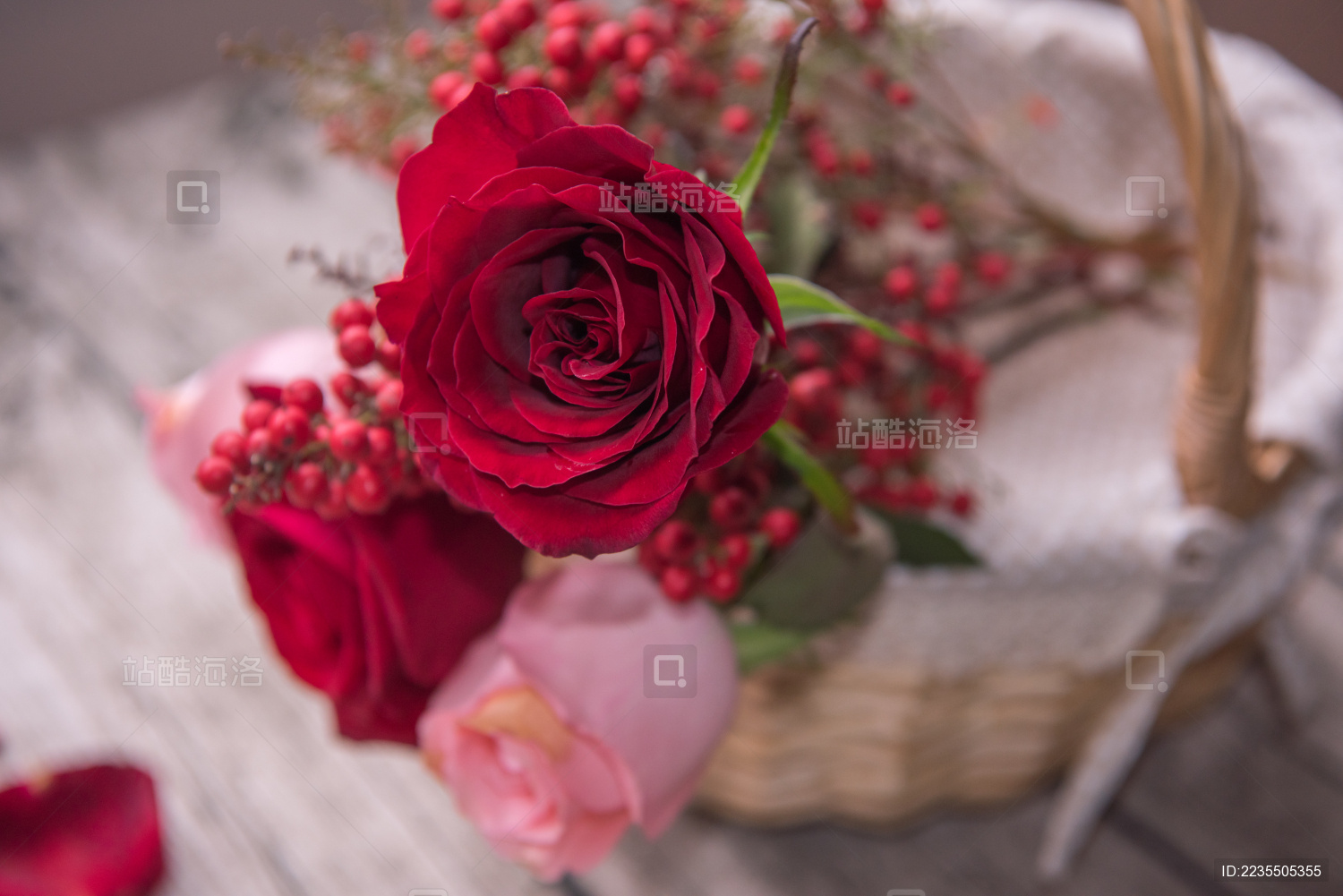 玫瑰花静物特写