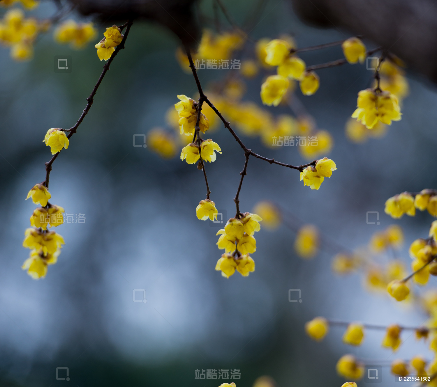 绽放的黄色腊梅花