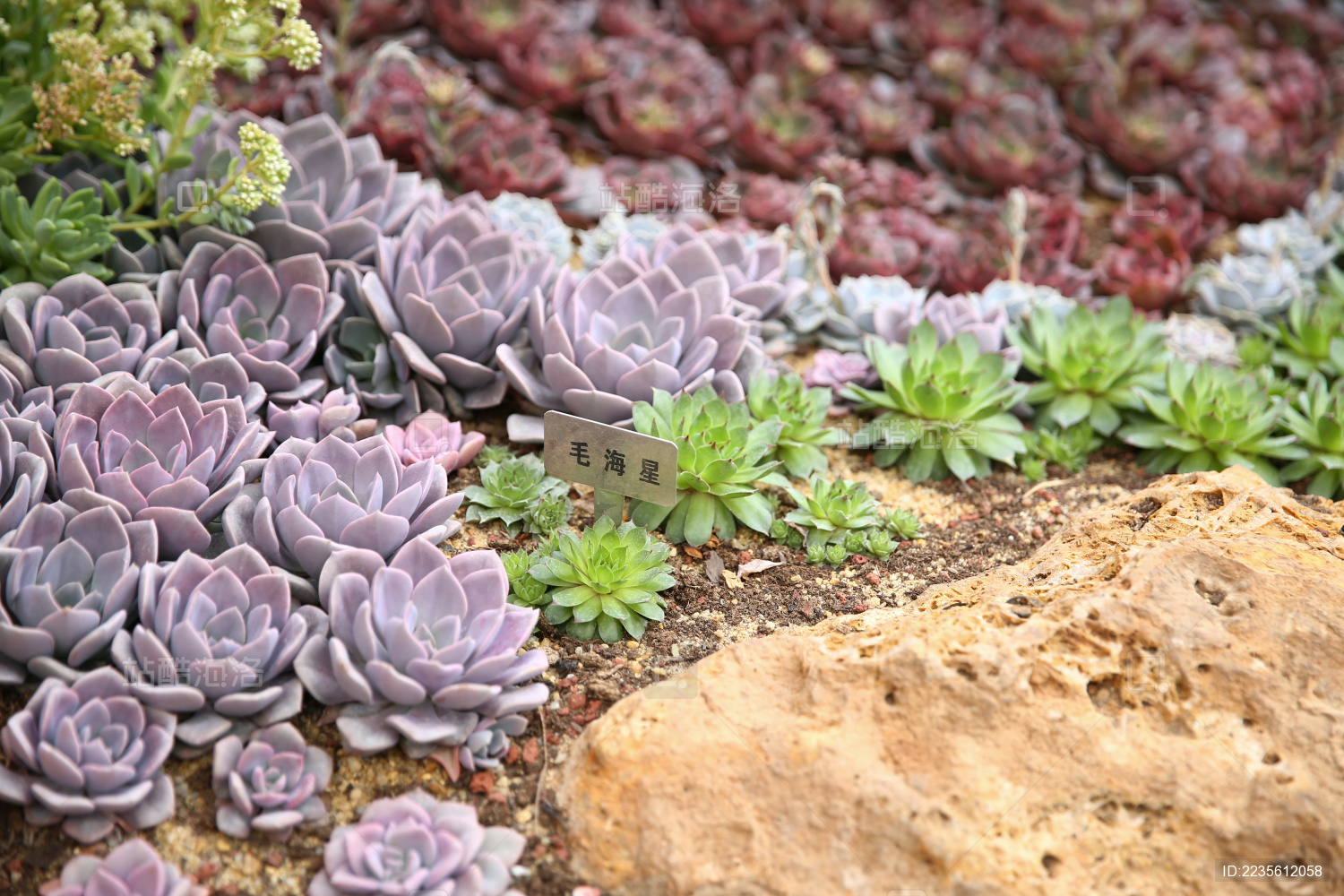站酷海洛_正版图片_视频_字体_音乐素材交易平台