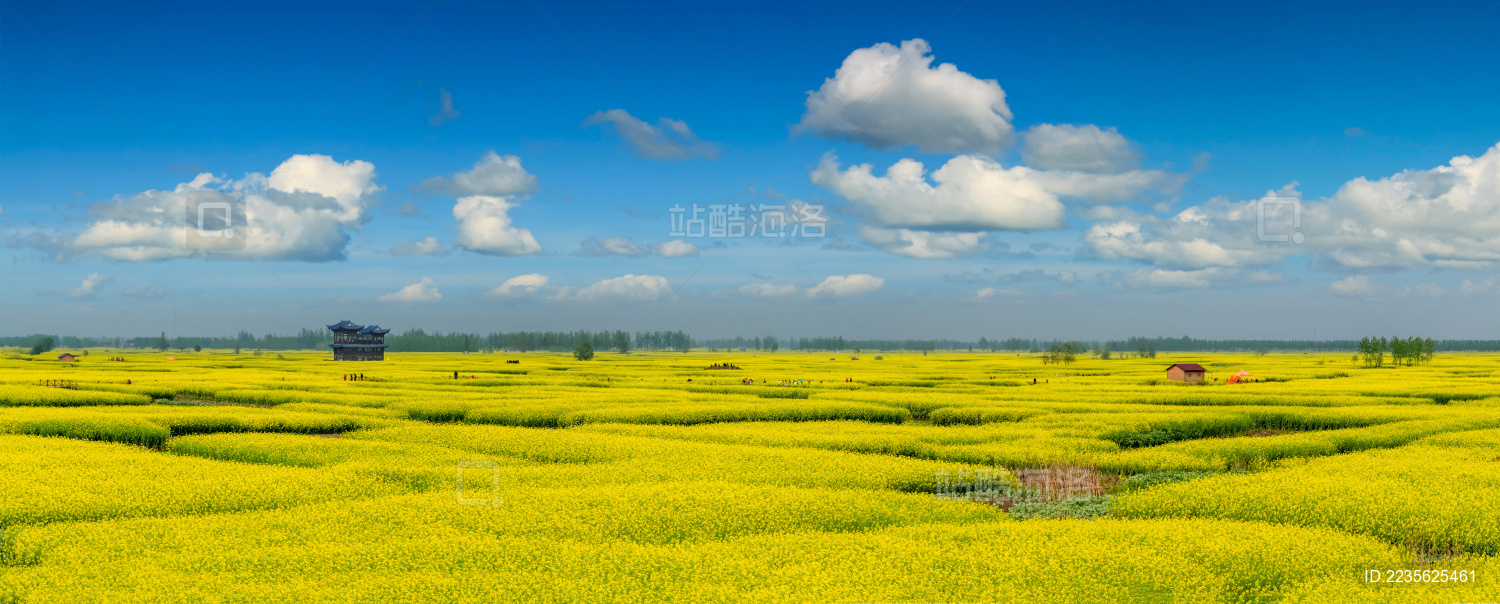 江苏省兴化市垛田油菜花自然生态景观