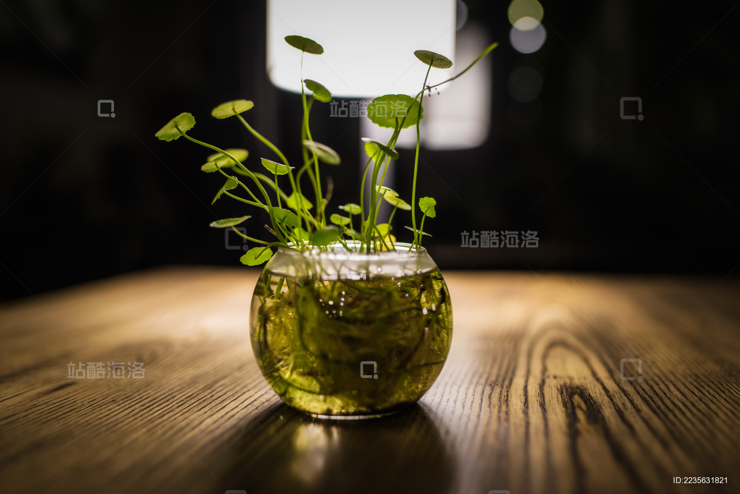 水生植物静物摄影