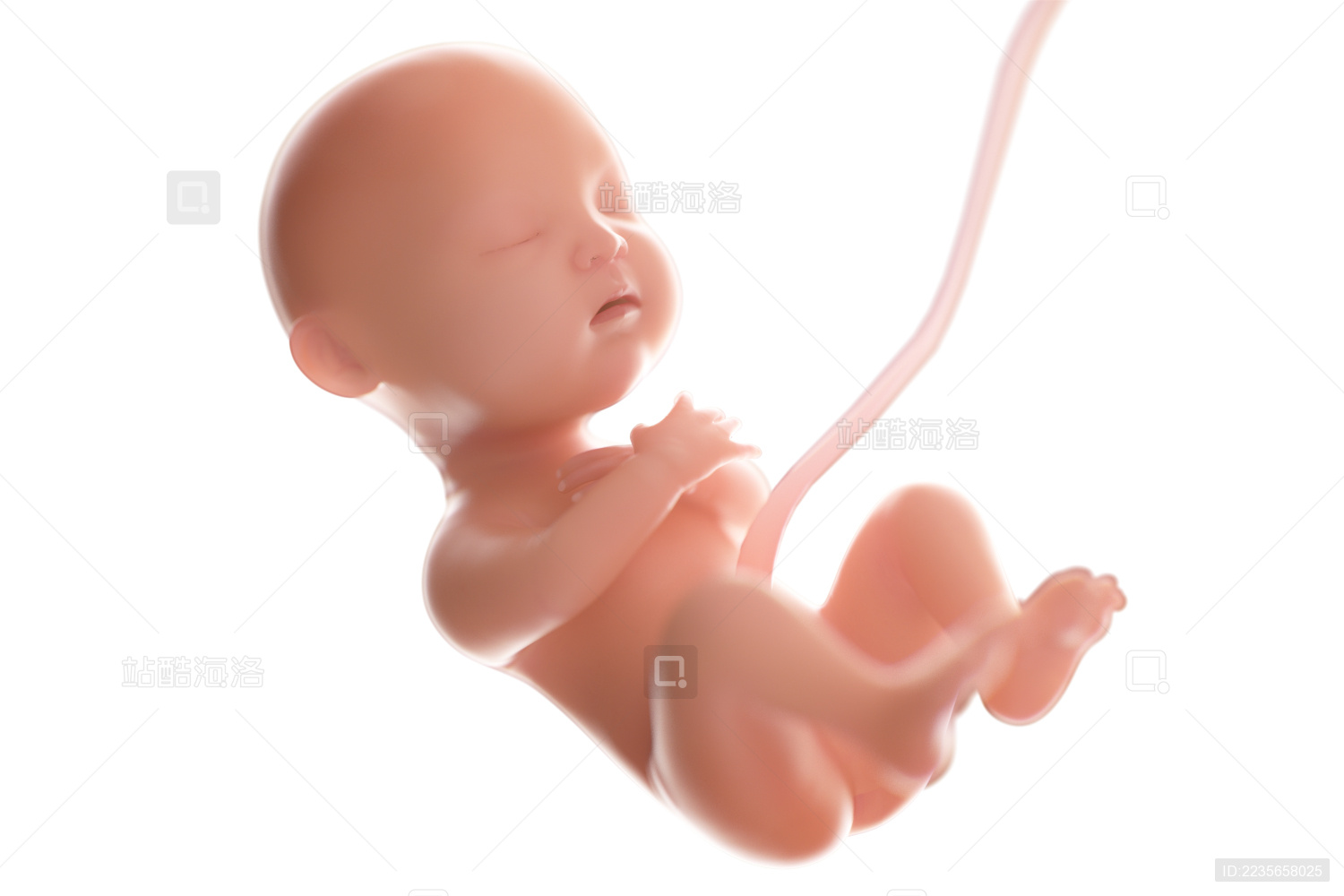 胚胎发育图片展示设计图__PSD分层素材_PSD分层素材_设计图库_昵图网nipic.com