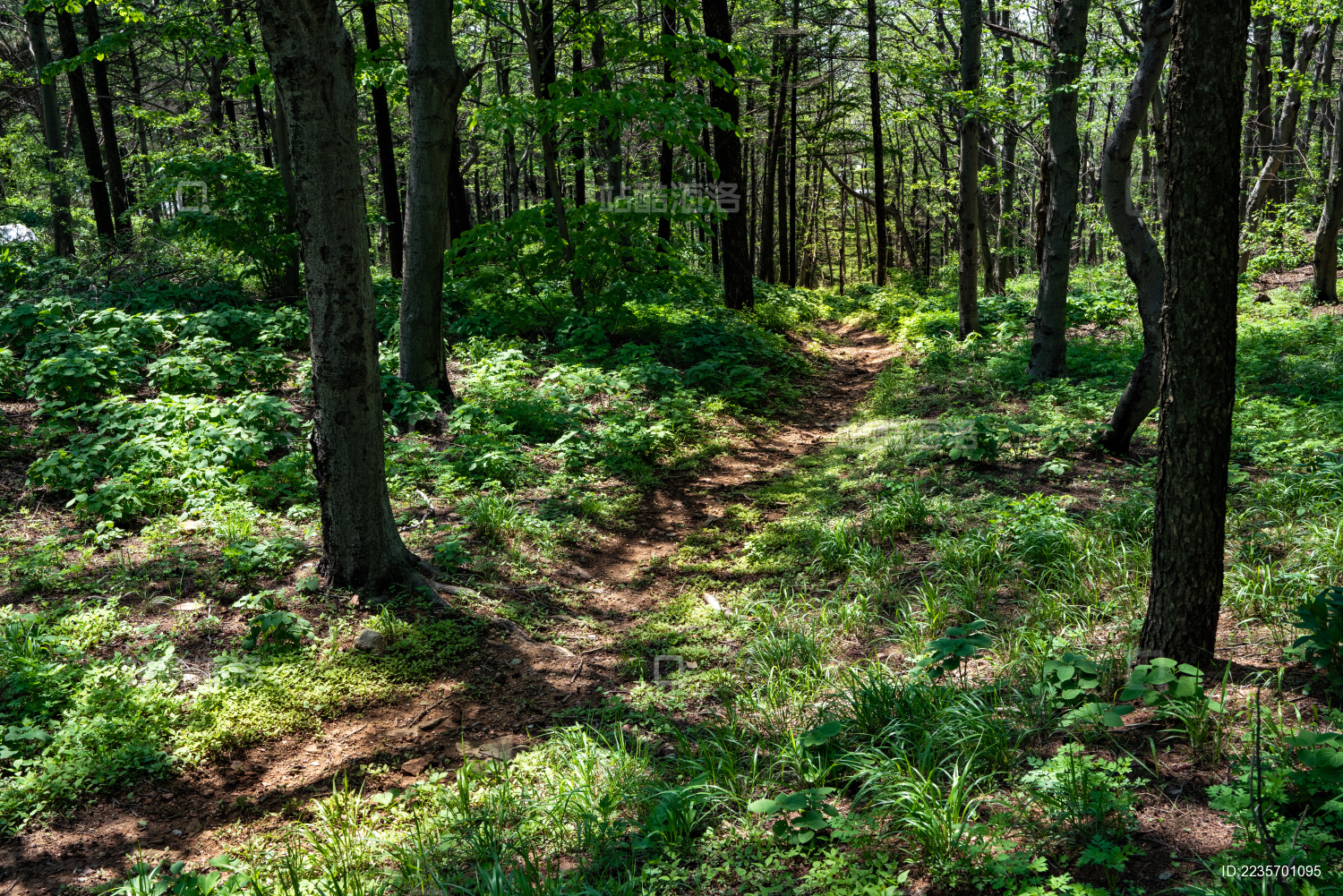 茂密的丛林 森林小路