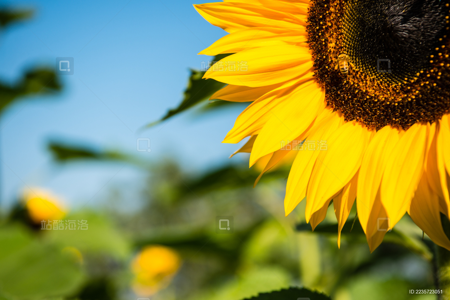 黄色的向日葵在花园蜜蜂的特写镜头。选择重点照片。