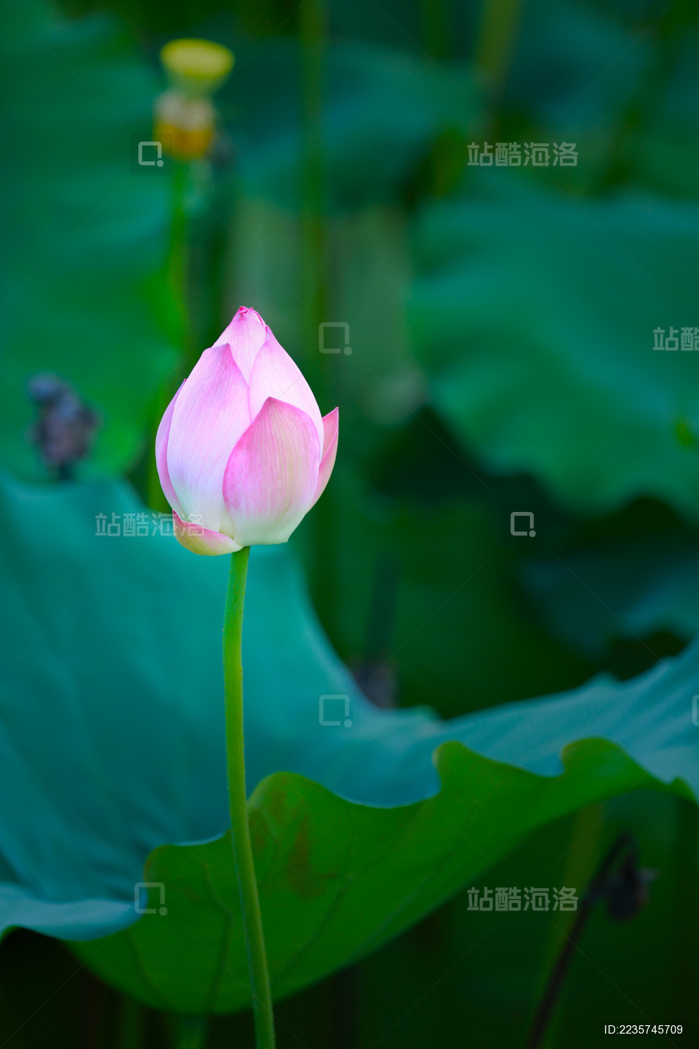 美丽的池塘荷花