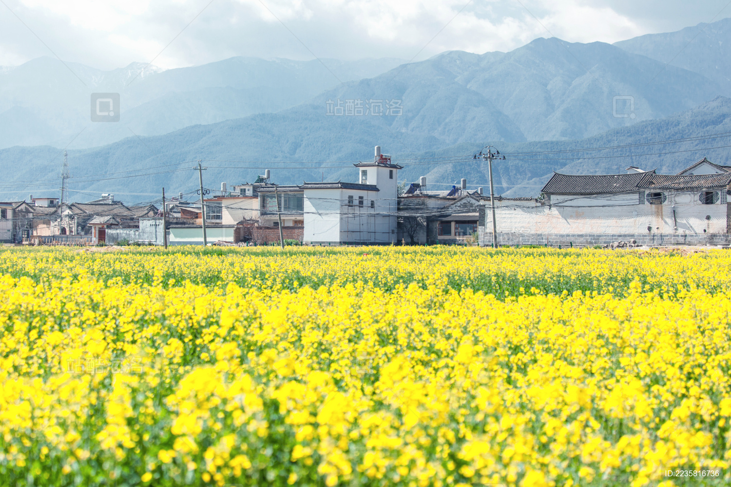 苍山下的油菜花田