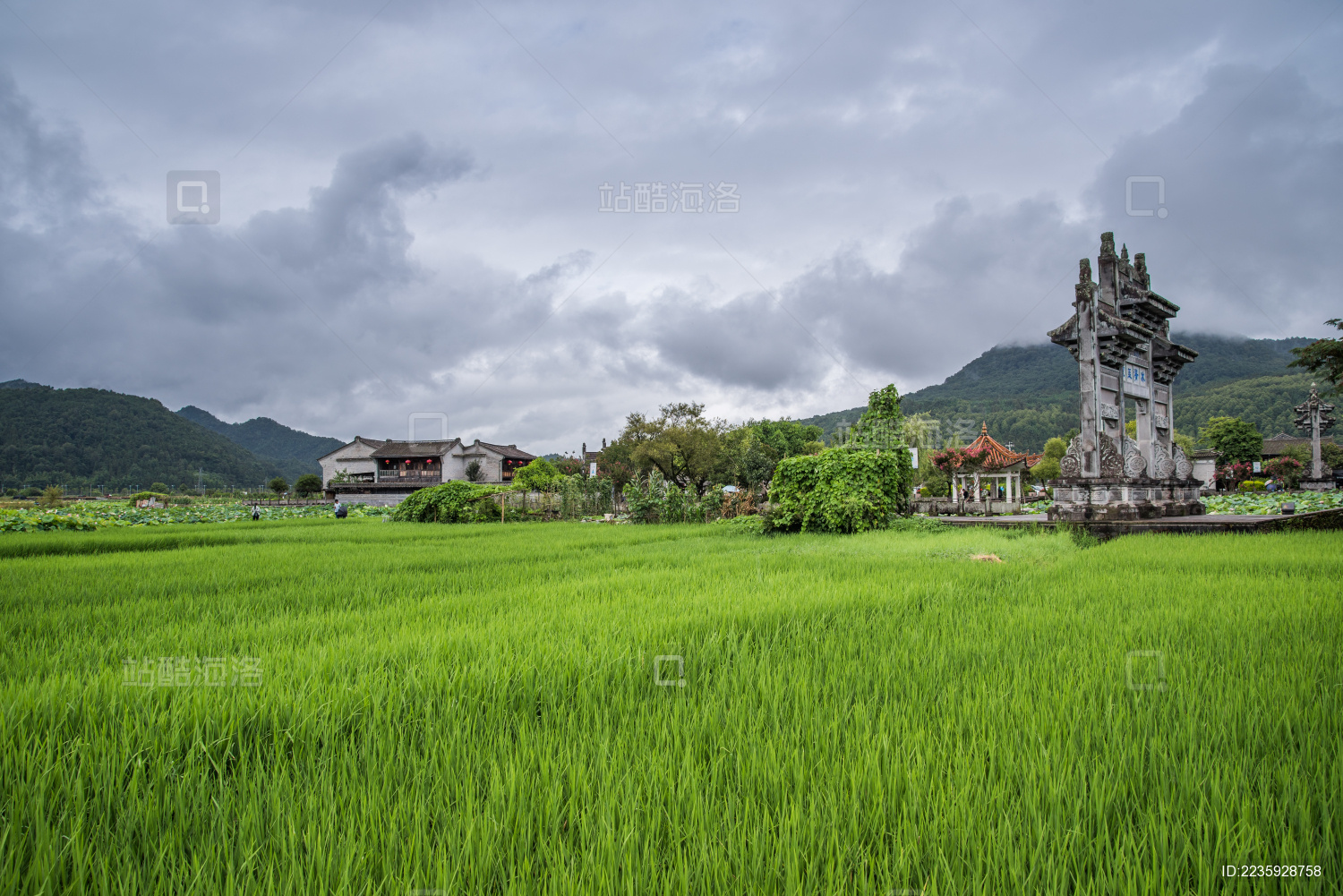 腾冲和顺古镇稻田