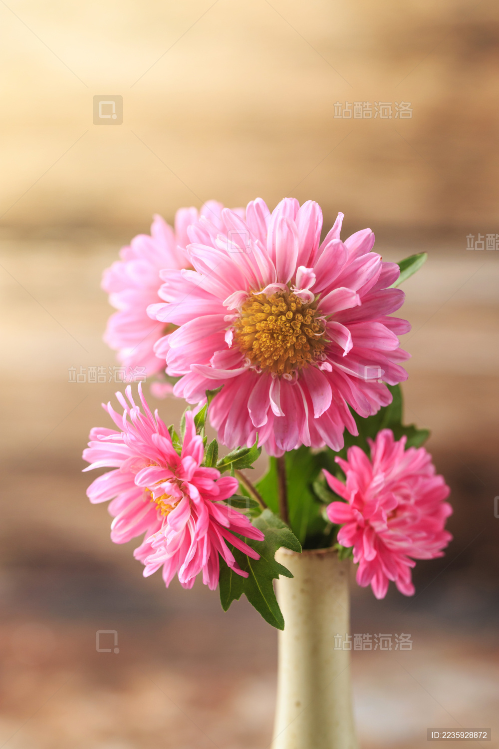 美丽绽放的菊花