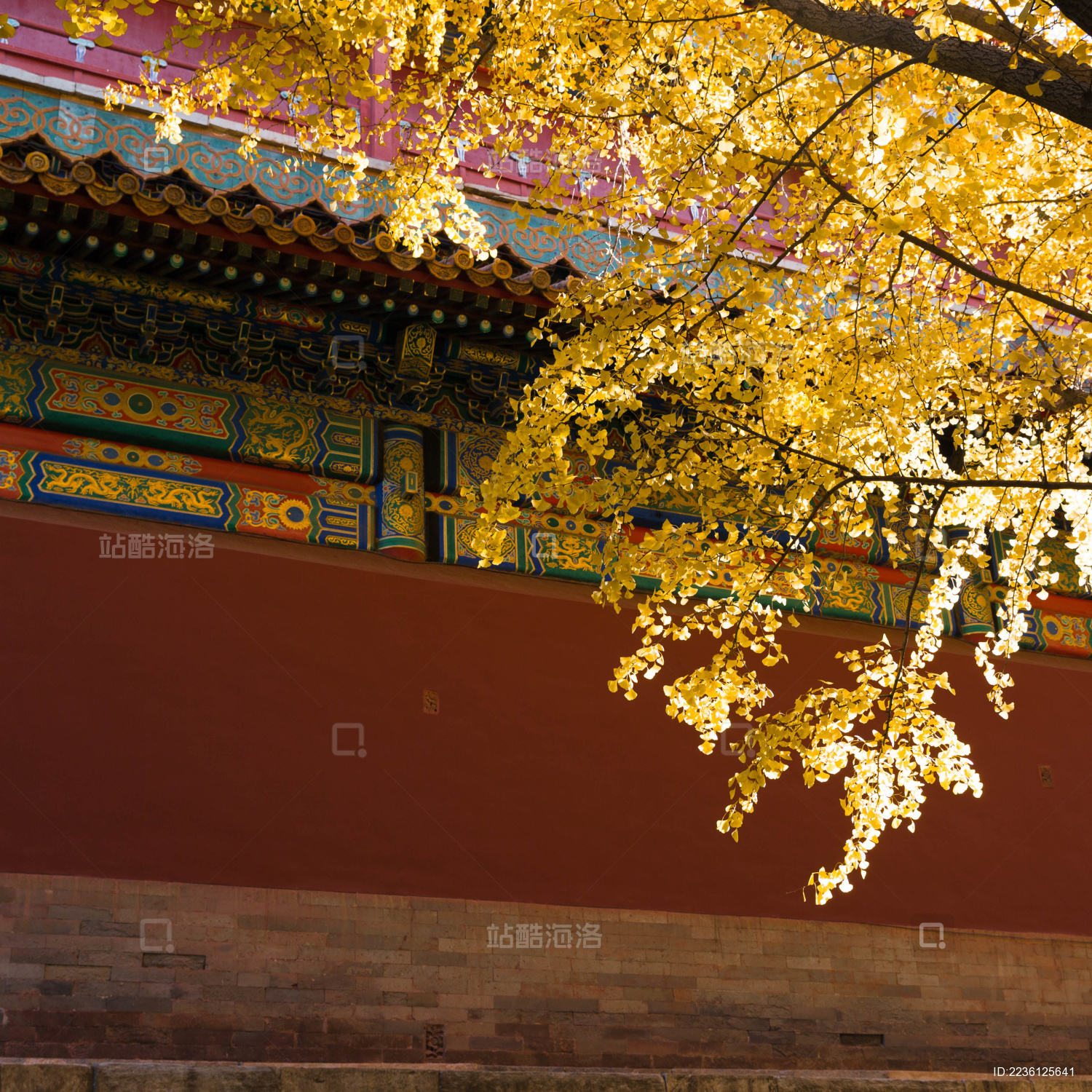 故宫建筑银杏叶秋景