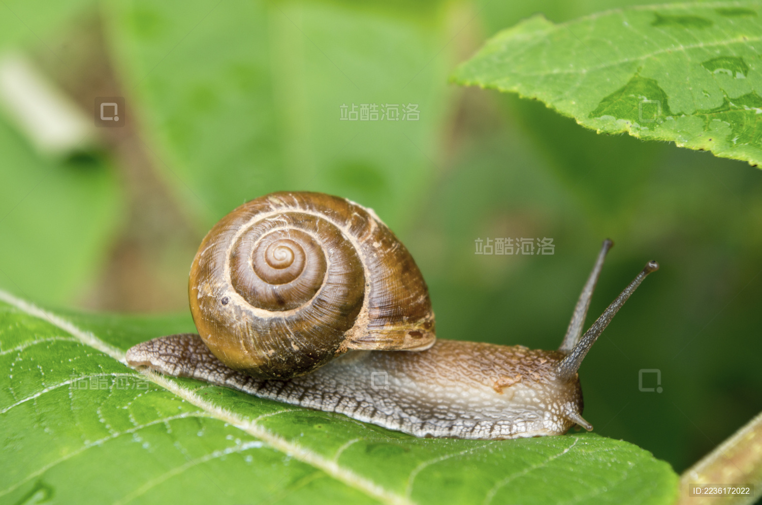 在叶子上爬行的蜗牛