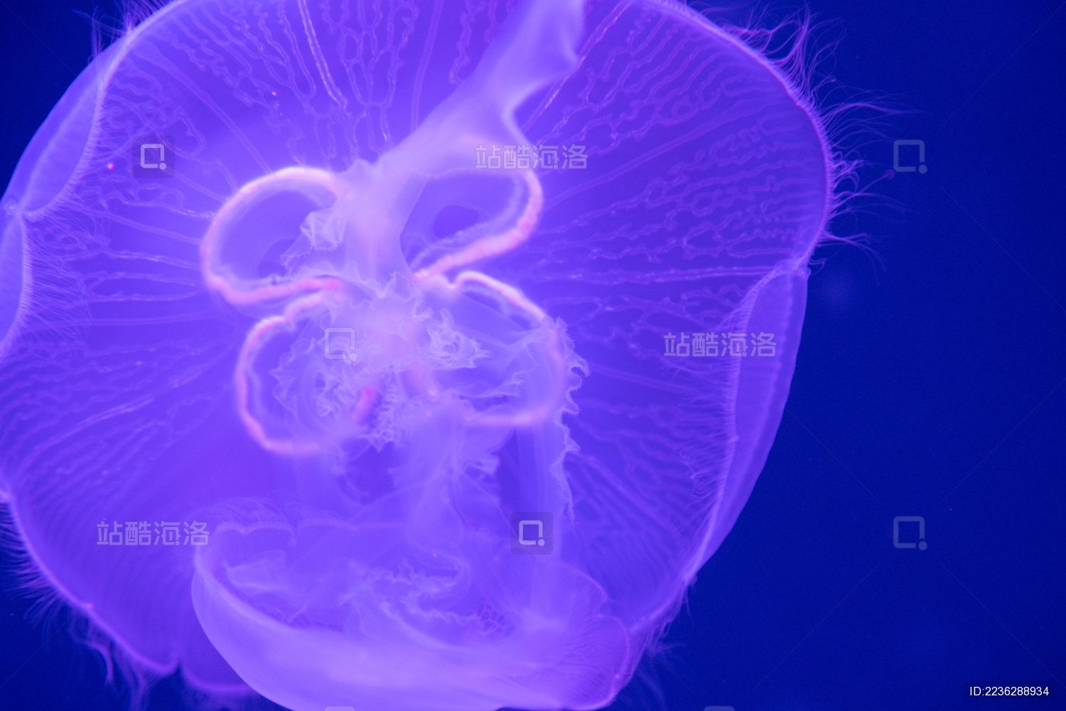 海洋里的水母_站酷海洛_正版图片_视频_字体_音乐素材交易平台_站酷旗下品牌