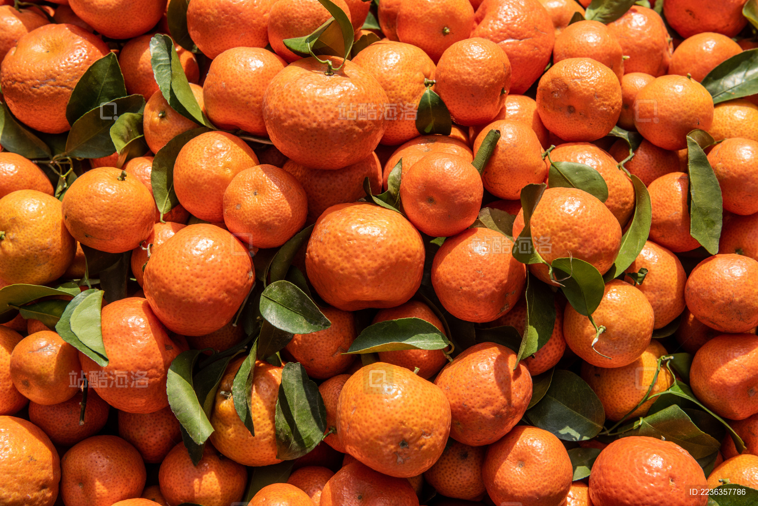 一堆新鲜的桔子
