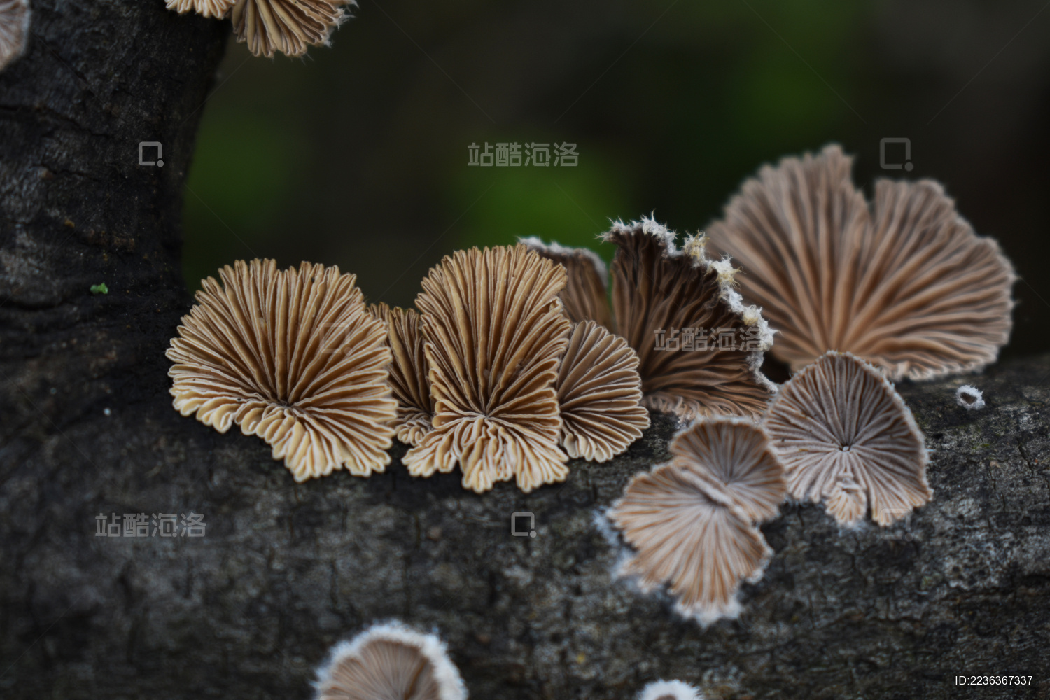 裂褶菌-贺兰山真菌-图片