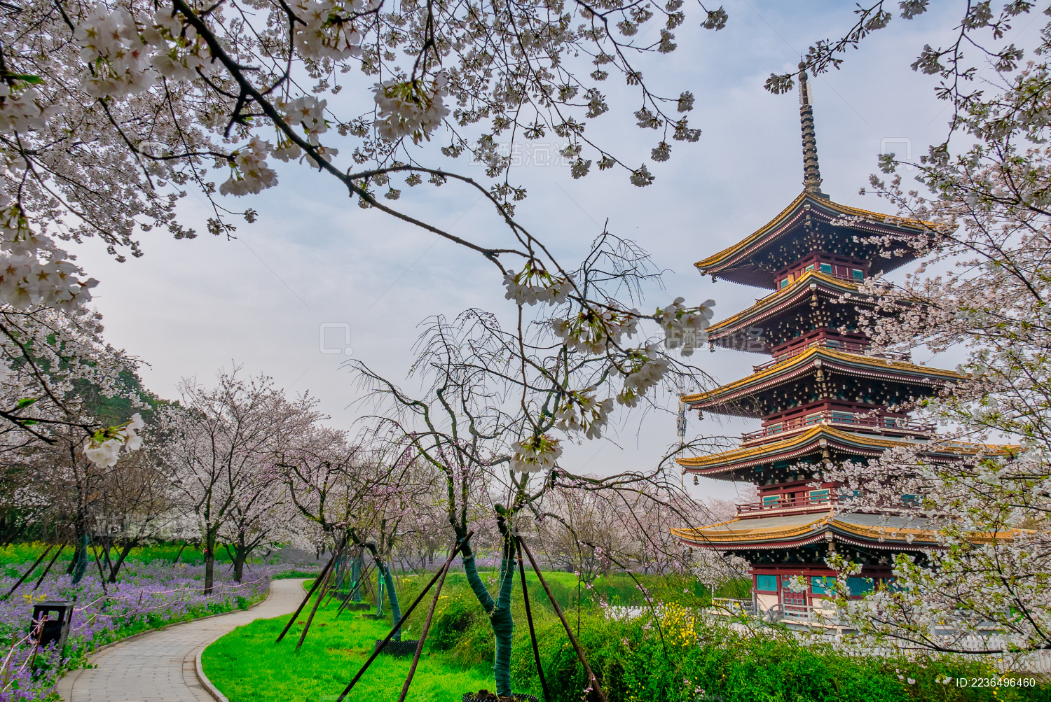 樱花季的武汉樱园风光美景