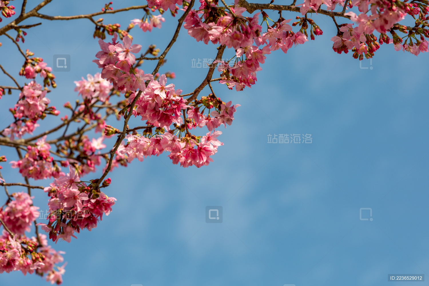 站酷海洛_正版图片_视频_字体_音乐素材交易平台