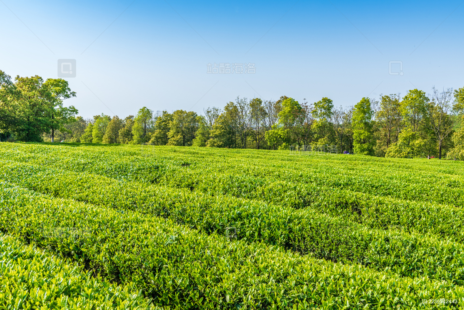 中国茶园 南昌凤凰沟