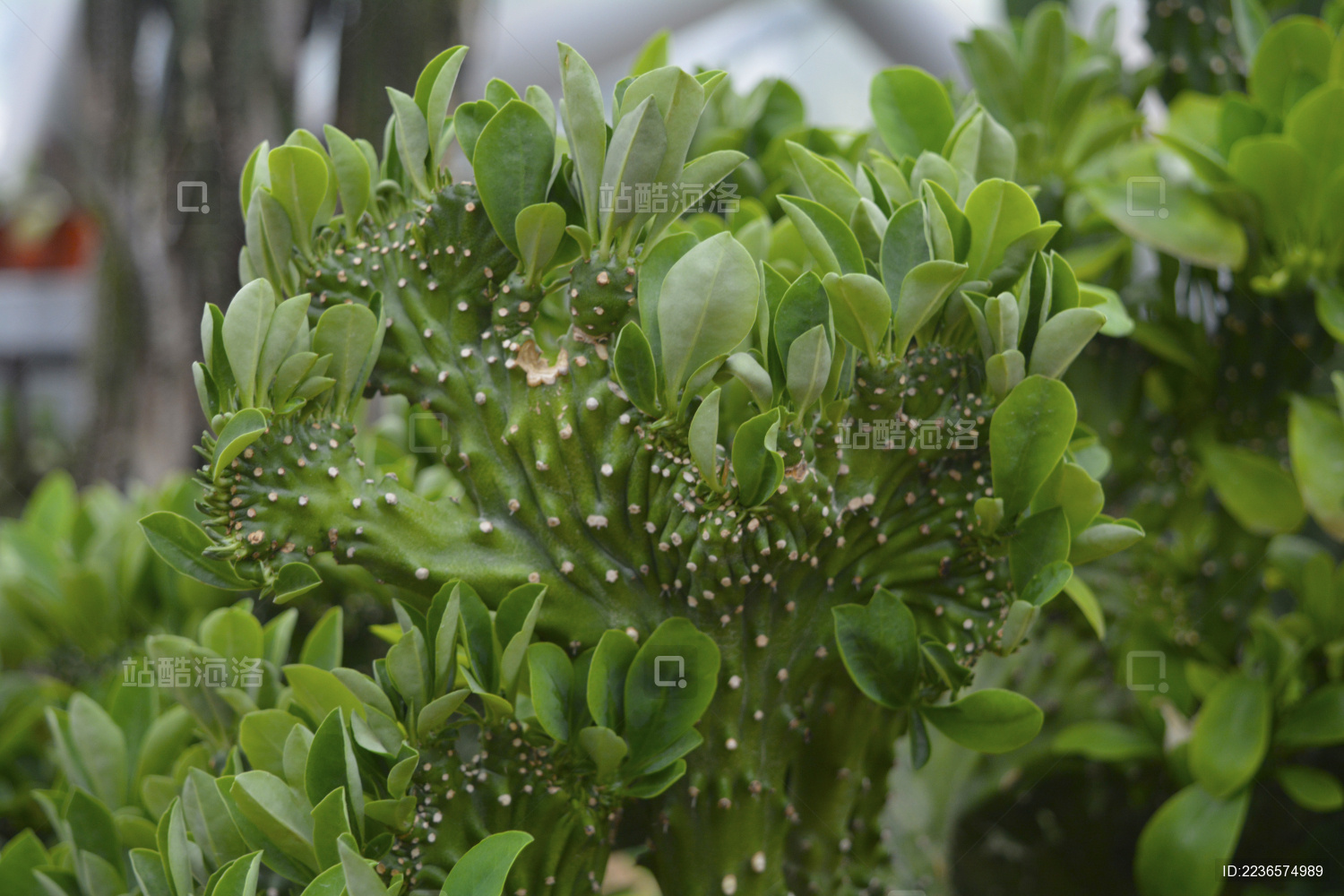 仙人掌仙人球植物