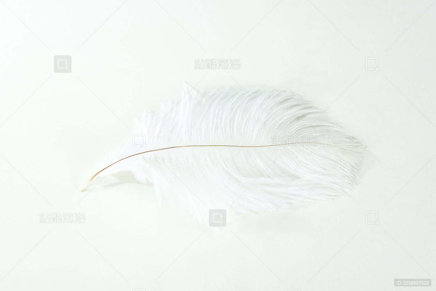 白色的羽毛静物摄影