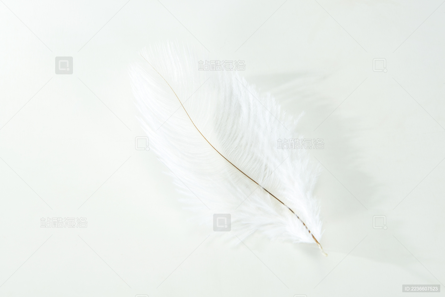 白色的羽毛静物摄影