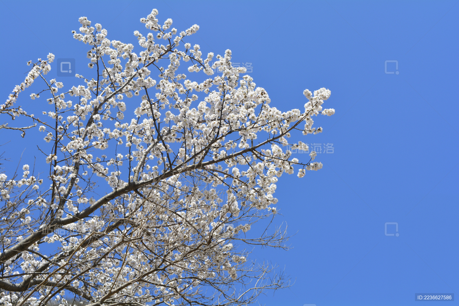 蓝天掩映下的山顶上盛开的山桃花